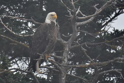 Bald Eagle
