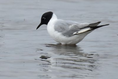 Bonaparte's Gull