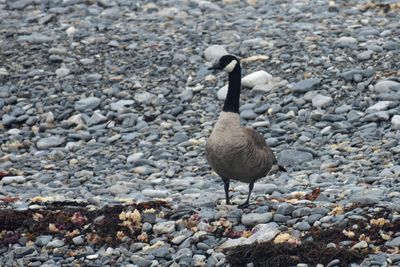 Canada Goose