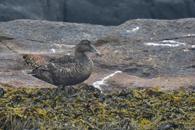 Common Eider, Hen