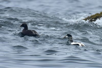 Common Eiders, Drakes
