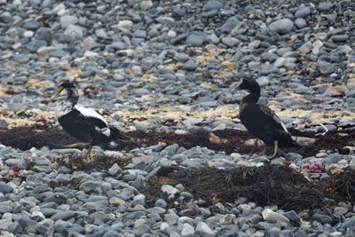 Common Eider