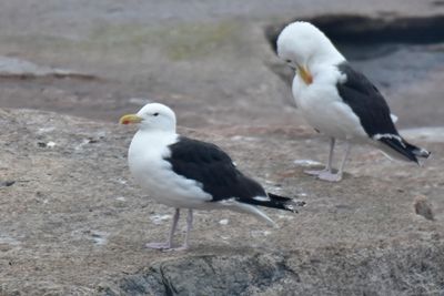 Great Black-backed Gull