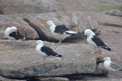 Gulls