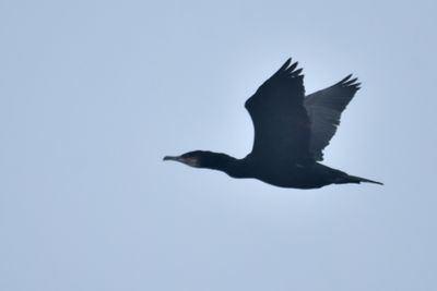 Cormorants
