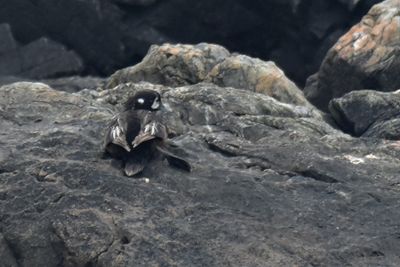 Harlequin Duck
