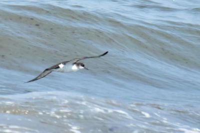 Manx Shearwater