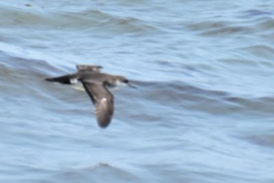 Manx Shearwater