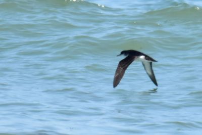 Manx Shearwater