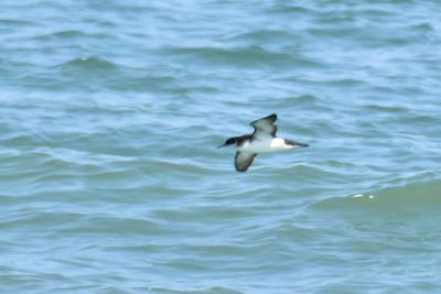 Manx Shearwater