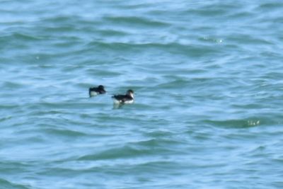 Manx Shearwater