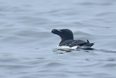 Razorbill, Alternate Plunage