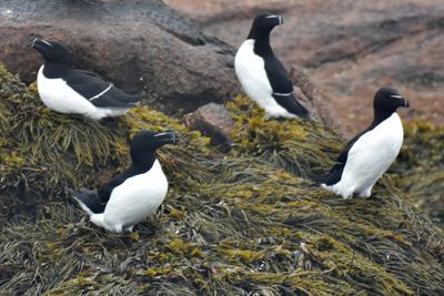 Razorbill