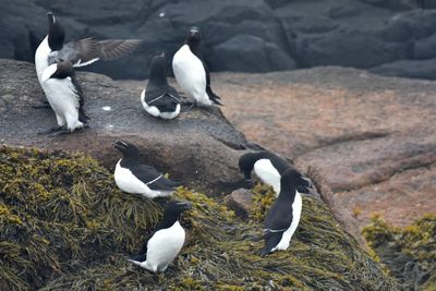 Auks, Murres, & Puffins (Alcids)