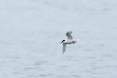 Roseate Tern, Alternate Plumage