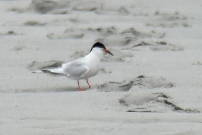 Roseate Tern, Alternate Plumage