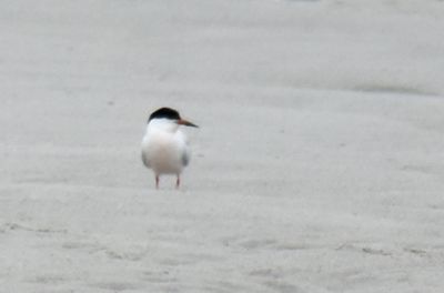 Roseate Tern, Alternate Plumage