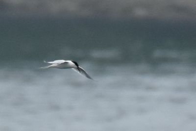 Roseate Tern