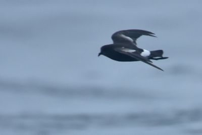 Wilson's Storm-Petrel