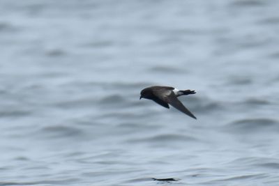 Wilson's Storm-Petrel