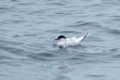 Roseate Tern, Alternate Plumage
