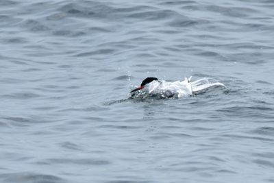 Roseate Tern, Alternate Plumage