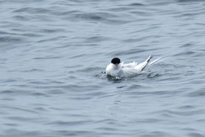 Roseate Tern, Alternate Plumage