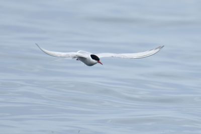 Arctic Tern