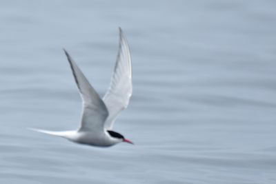 Arctic Tern