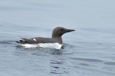 Common Murre, Alternate Plumage