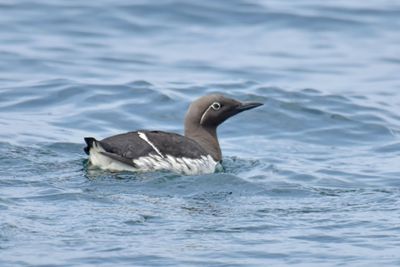 Auks, Murres, & Puffins (Alcids)