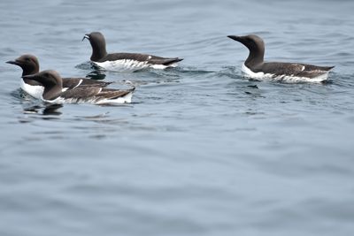 Common Murre