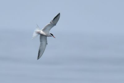 Common Tern, Alternate Plumage