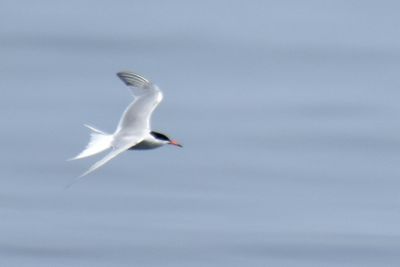 Common Tern, Alternate Plumage