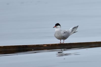 Common Tern