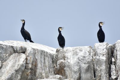 Great Cormorants, Basic Plumage