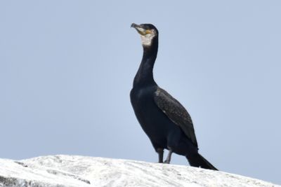 Great Cormorant