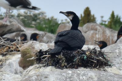 Great Cormorant, Basic Plumage