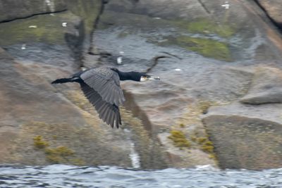 Great Cormorant, Basic Plumage