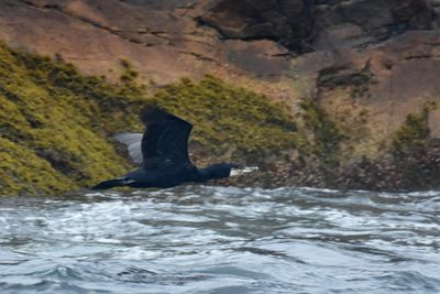 Great Cormorant