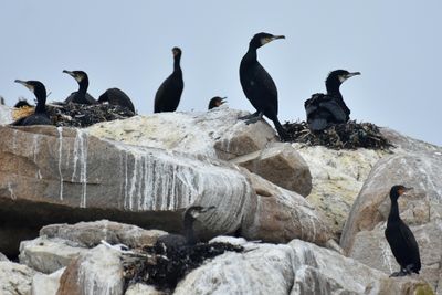 Cormorants