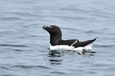 Razorbill