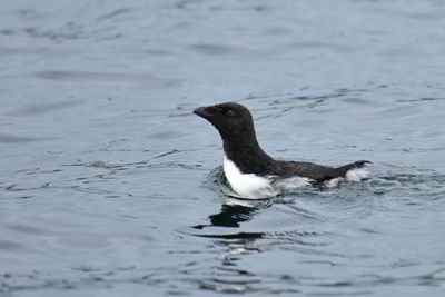 Razorbill