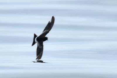 Wilson's Storm-Petrel