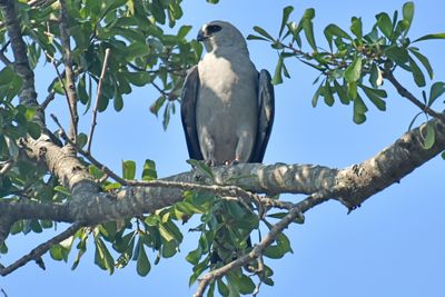 Mississippi Kite