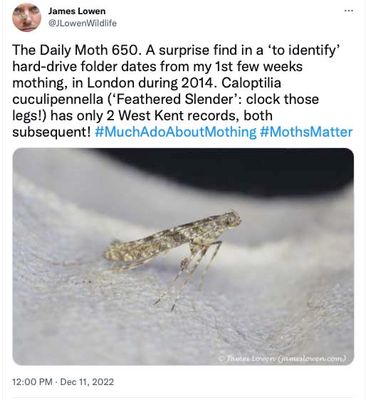 The Daily Moth 650-699