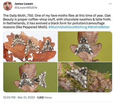 The Daily Moth, days 750-799