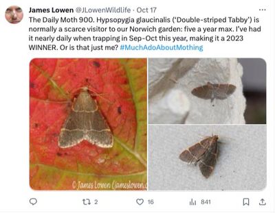 The Daily Moth, days 900-949
