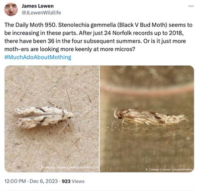 The Daily Moth 950-999