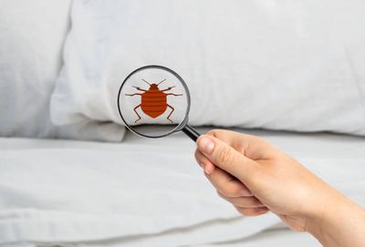 Juste Comment Cesser De de Punaises de lit Invasions dans le Val dOise